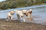 LABRADOR 209